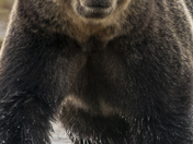 Grizzly Bear Portrait 31 of 98