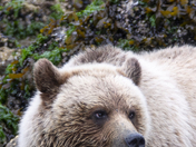 Grizzly Bear Portrait 32 of 98