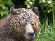 Grizzly Bear Portrait 33 of 98