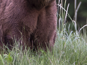 Grizzly Bear Portrait 34 of 98