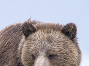 Grizzly Bear Portrait 35 of 98