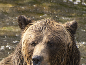 Grizzly Bear Portrait 36 of 98