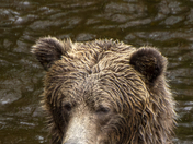 Grizzly Bear Portrait 37 of 98