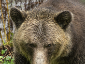 Grizzly Bear Portrait 38 if 98