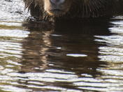 Grizzly Bear Portrait 39 of 98