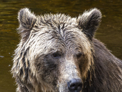 Grizzly Bear Portrait 40 of 98