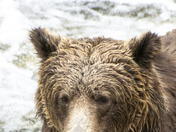 Grizzly Bear Portrait 41 of 98