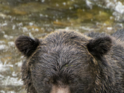 Grizzly Bear Portrait 42 of 98
