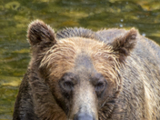 Grizzly Bear Portrait 43 of 98
