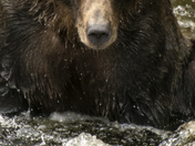 Grizzly Bear Portrait 44 of 98