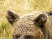 Grizzly Bear Portrait 45 of 98