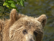 Grizzly Bear Portrait 46 of 98