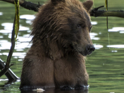 Grizzly Bear Portrait 47 of 98