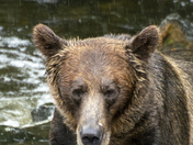Grizzly Bear Portrait 51 of 98