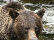 Grizzly Bear Portrait 52 of 98