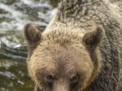 Grizzly Bear Portrait 54 of 98