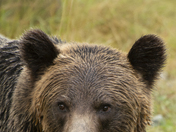 Grizzly Bear Portrait 55 of 98