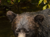Grizzly Bear Portrait 56 of 98