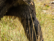 Grizzly Bear Portrait 57 of 98