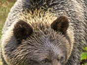 Grizzly Bear Portrait 58 of 98