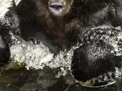 Grizzly Bear Portrait 59 if 98