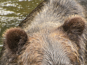 Grizzly Bear Portrait 60 of 98