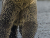 Grizzly Bear Portrait 61 of 98