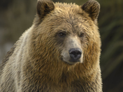Grizzly Bear Portrait 62 of 98