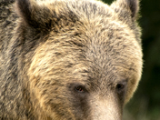 Grizzly Bear Portrait 63 of 98