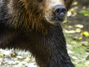 Grizzly Bear Portrait 64 of 98