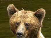 Grizzly Bear Portrait 65 of 98