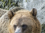 Grizzly Bear Portrait 66 of 98
