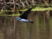 Tree Swallow in Flight