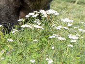 Grizzly Bear Portrait 67 of 98