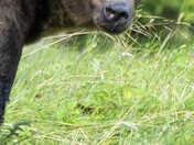 Grizzly Bear Portrait 68 of 98