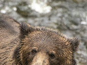 Grizzly Bear Portrait 69 of 98