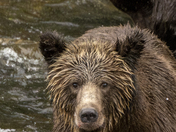 Grizzly Bear Portrait 70 of 98