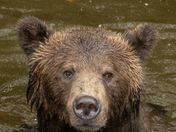 Grizzly Bear Portrait 71 of 98