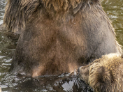 Grizzly Bear Portrait 72 of 98