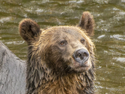 Grizzly Bear Portrait 73 of 98