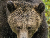 Grizzly Bear Portrait 74 of 98
