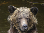 Grizzly Bear Portrait 75 of 98
