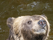 Grizzly Bear Portrait 76 of 98