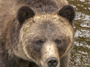 Grizzly Bear Portrait 77 of 98