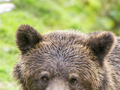 Grizzly Bear Portrait 78 if 98