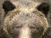 Grizzly Bear Portrait 79 of 98