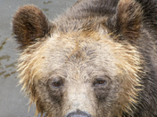 Grizzly Bear Portrait 80 of 98