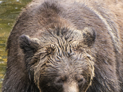 Grizzly Bear Portrait 81 of 98