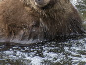 Grizzly Bear Portrait 82 of 98