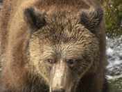 Grizzly Bear Portrait 83 of 98